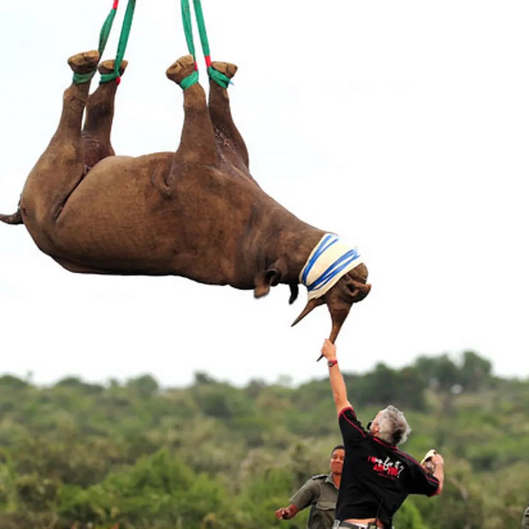 为什么运输犀牛，一定要把犀牛倒吊在飞机下面？